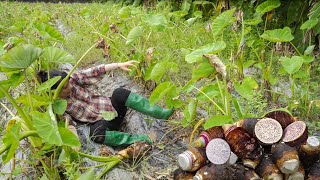 TARO HARVEST  Go to market to sell  COOK TARO BONE STEW [upl. by Luana]