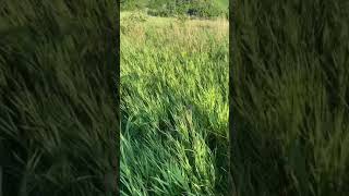 Ringneck pheasant release [upl. by Ailyn853]