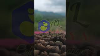 Peaberry Robusta Langsung Dari Kebunnya freshgreenbean kopi robusta [upl. by Nylave]