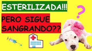 DESPUES DE ESTERILIZAR A UNA PERRA SIGUE SANGRANDO [upl. by Walls]