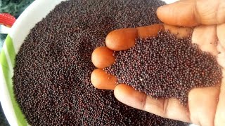 Mustard Seeds ఆవాలు ఆరోగ్య ప్రయోజనాలుMustard Seeds Uses in TeluguAavaluBenefits of Mustard Seeds [upl. by Newob]