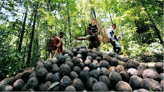 Millions of Amazon Jungle Nuts Harvesting  Amazon Nuts processing in Factory [upl. by Adidnere]