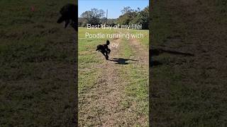 BEST DAY How fast can poodles run poodlelover doglovers standardpoodle texasdogs poodle [upl. by Fidelas]