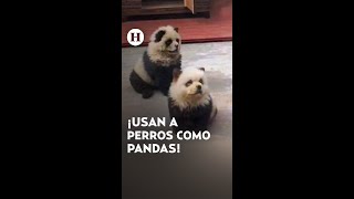 ¡Les dan perros por pandas Zoológico en China Exhibe perros chowchow pintados como pandas [upl. by Klarrisa52]