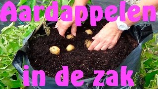 Aardappelen kweken in een zak [upl. by Annyahs]