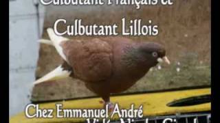 Culbutant Français et Culbutant Lillois de vol [upl. by Bej402]