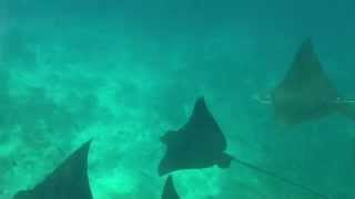 Athuruga 2011 Adlerrochen  Eagle ray [upl. by Mirth938]