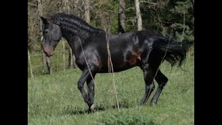 Caballos en el Campo [upl. by Ardnaed308]