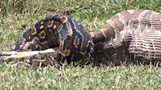 Python eats an Impala in Masai Mara [upl. by Lederer182]