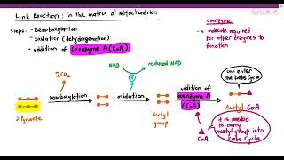 126 Link Reaction Cambridge AS A Level Biology 9700 [upl. by Attirb]