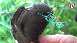 Este tordo está muy vivo ¿Comerá más cerezas Mendavia 230524 [upl. by Licastro207]