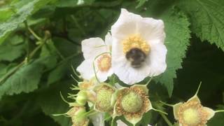 Permaculture Orchard Tour Part 4 of 5 The Shade Garden [upl. by Sam]