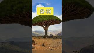 Socotra dragon tree🥦blood tree 🔴mromg facts space space universe shortfeed [upl. by Blair650]