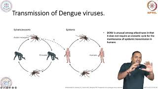 Arbovirus and Dengue virus infection [upl. by Hnil]