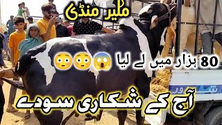 Malir Mandi Karachi Cattle Rates Update on 21May2024  Bhapor Soday Huye Ajj  malirmandi [upl. by Ahsirt792]