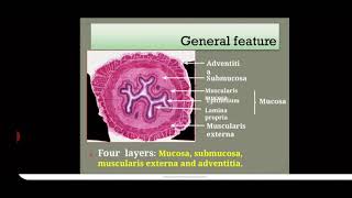 HISTOLOGY OF OESOPHAGUS [upl. by Tanney605]