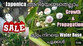 JaponicaJaponica plant careWater RoseJaponica propagationWaterplants malayalamJaponica planting [upl. by Okia]