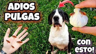 Esto es 1000 VECES  POTENTE que otros Remedios caseros para MATAR PULGAS de Perros y GATOS [upl. by Essirehs]