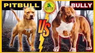 Whats the REAL Difference Between Pitbull and American Bully [upl. by Ossie829]