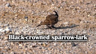 Blackcrowned sparrowlark [upl. by Treiber440]