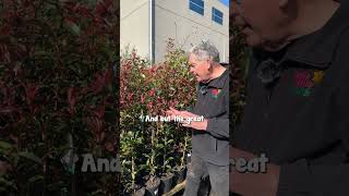 A Hedge that turns BRIGHT Red with New Growth Photinia Red Robin [upl. by Trepur637]