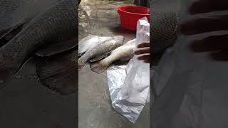 Koral Fish process of freezing fishing [upl. by Omor235]