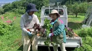 Making traditional Japanese Sarsaparilla soft drink from scratch in the rural Japanese countryside [upl. by Neehsas788]