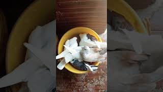 BREEDER PIGEONS ONLY🕊️🪺🐣subscribeshortvideoviralvideoforyoufypシ゚viralfyp [upl. by Araldo]