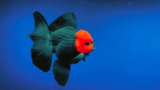 The Most Beautiful Goldfish In The World  Super Rare Goldfish Species [upl. by Houser182]