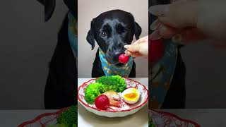 5 star meal for dogs 5 dogs shorts [upl. by Sheeb]