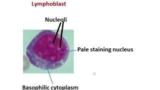 Lymphoblast cells of immune systemshortsyoutube [upl. by Recor]