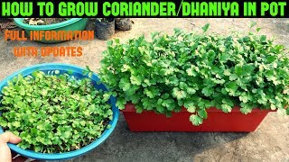 How to Grow CorianderDhaniyaCilantro at Home WITHIN 10 DAYS [upl. by Aeuhsoj]