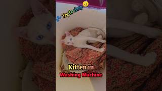 ✨ Kitten Sleeping in Washing Machine like Doraemon In Almera cat kitten patover shorts [upl. by Marduk]