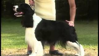 English Springer Spaniel  AKC Dog Breed Series [upl. by Enelrats]