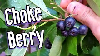 CHOKEBERRIES Aronia  A North American Fruit That is Popular in Europe  Weird Fruit Explorer [upl. by Adnavoj812]