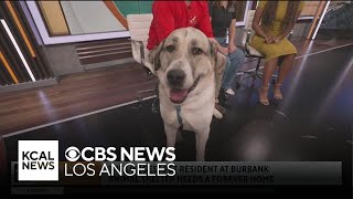 The longest pet resident at Burbank Animal Shelter needs a forever home [upl. by Eiromem222]