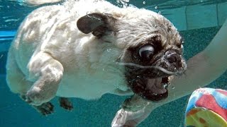 Funny Pug swimming in the pool Мопс купается в бассейне [upl. by Mcintyre]