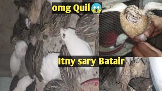 Batair Forming at Home  Quail Farming in Small Area  Quail ki Awaz quil batair birds [upl. by Abdul960]