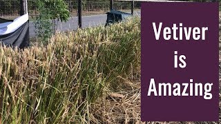 Vetiver  Stop Erosion and Build Topsoil [upl. by Gratt]