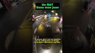 UN RAT A PARIS ME FAIT UNE DINGRI [upl. by Polivy]