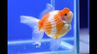 100 BREEDING SUCCESS How to let your GOLDFISH spawn her eggs in 10 days [upl. by Ennovart]