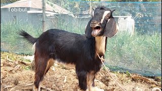 Goat Sound Wonderful Few Goat Sound Baa Baa In Village Rosulpur [upl. by Newell]