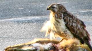 Mäusebussard Bussard Common Buzzard Buteo Buteo Birding Vogelbeobachtung Raubvogel [upl. by Pierro911]