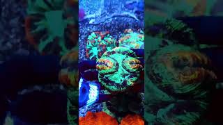 Trachyphyllia reefkeeper reeftank marineaquarium meerwasseraquaristik [upl. by Varion268]