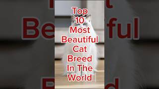 Top 10 Most Beautiful Cat Breeds in The World Cats [upl. by Irama]