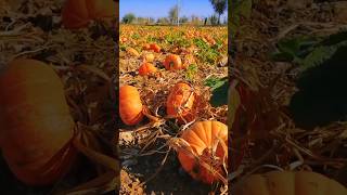 pumpkin harvesting videos pumpkin farming amazing harvesting shortsvideo [upl. by Rosdniw]