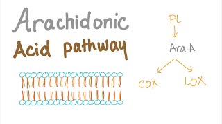 Arachidonic Acid Pathway The most Comprehensive Explanation  COX1 COX2 LOXProstaglandin LTNs [upl. by Rothmuller]