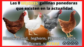 Las 8 mejores gallinas ponedoras Isa Brown rhode island leghorn Plymouth rock HyLine brown [upl. by Ahsienar237]