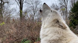 Gray Wolfs Howl Echoes Through Woods on Gloomy Day [upl. by Esilehc]