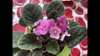 African Violet Plant Profile [upl. by Notliw]